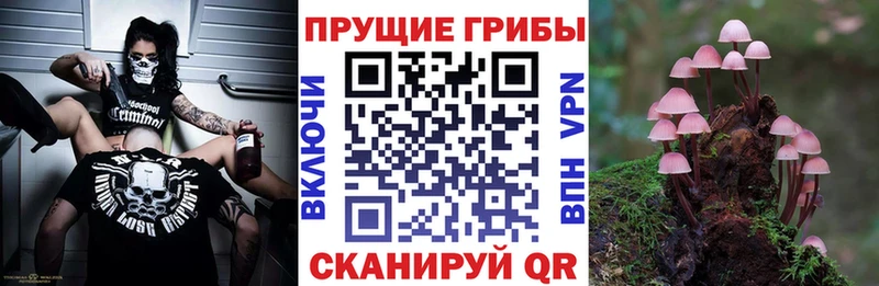 Псилоцибиновые грибы прущие грибы  сколько стоит  это телеграм  Шенкурск 